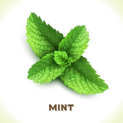 Facebook Cover Photos Flowers, Magic Ingredients, Mint Herb, Mint Plant, Mint Logo, Mint Leaf, Photos Flowers, Fashion Illustration Watercolor, Mint Plants