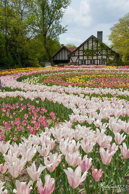 "Tulips" (@ Kronenberg, Okayama) ~ by Toshimo1123 on flickr Tulips Garden, Okayama, Flower Field, Dream Garden, Daffodils, Nature Beauty, Pretty Flowers, Botanical Gardens, Secret Garden