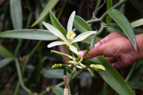 How to Grow Vanilla Bean Orchids (And Harvest Your Own Vanilla!) Vanilla Bean Plant, Grow Vanilla, Grow Vanilla Beans, Indoor Orchid Care, Orchid Potting Mix, Repotting Orchids, Orchids In Water, Orchid Fertilizer, Orchid Varieties