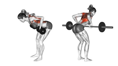 While the barbell and dumbbell row may appear to only differ in terms of equipment, they do in fact have quite a number of technical differences. #barbellrow #dumbbellrow #backworkout #workoutroutine #elbowflexion #freeweights #resistancetraining #trainingprogram Rows Workout, Back Muscle Workout, Muscle Workout Plan, Dumbbell Row, Major Muscle Groups, Barbell Row, Back Muscle, Muscle Workout, Free Weights