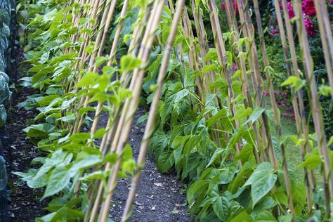 Mixed Climbing French Beans Including (Phaseolus vulgaris) 'Blue Lake' What To Plant In July, Yard Sitting Area, Climbing Vegetables, Drought Tolerant Annuals, Outside Garden Ideas, Shady Plants, Growing Beans, Vegetables To Plant, French Beans