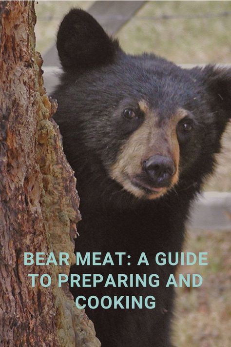 Bear Meat: A Guide to Preparing and Cooking:: Bear meat is a topic that often sparks curiosity and interest among many people, but bear meat has been consumed for centuries. Bear Backstrap Recipes, Bear Steak Recipes, Black Bear Recipes, Ground Bear Recipes, How To Cook Bear Meat, How To Cook Moose Meat, Bear Meat Recipes, Cooking Bear Meat, Bear Meat Recipe