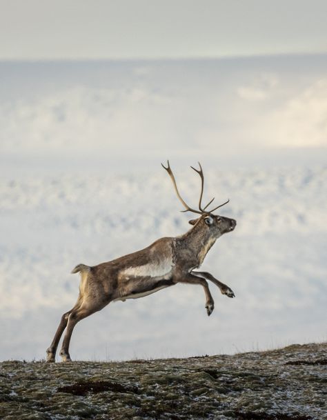 Reindeers in Iceland | Jon Hilmarsson | Flickr Reindeer Reference Photo, Reindeer Reference, Reindeer Aesthetic, Reindeer Photography, Reindeer Animal, Reindeer Photo, Flying Reindeer, Critters 3, Christmas Reindeer