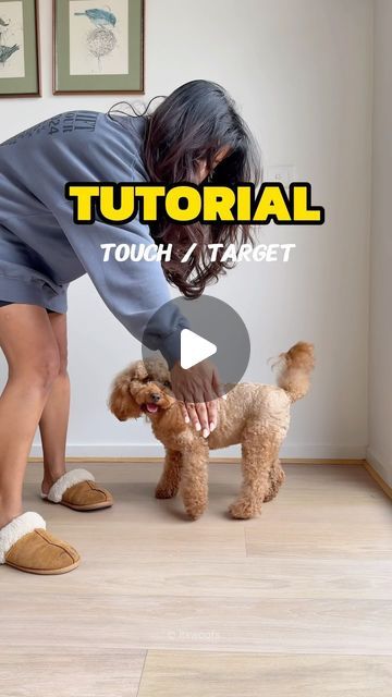 Oliver & Winky | Cavoodles | Cavapoo on Instagram: "★ Teach to TOUCH! - Easy TUTORIAL for one of the most useful tricks! ★

This trick is such a handy one to teach your pup to 
☞ familiarise touching the face - useful in grooming and care
☞ teach focus - useful for recall! 
☞ behavioural training and other tricks training!

Here’s how to do it in 3 simple steps! 
1. Use a sticky note in dog friendly colours (Blue or Yellow) or small treat on your palm, so they know how to target the palm. Mark and reward when the nose touches the palm
2. Reward, repeat and introduce the command
3. Once thorough, introduce distance and duration. Introduce variety 

Have fun practicing this trick! 

Let us know which trick you’d like us to do next ♡

Disclaimer 
✎ This tutorial is just based on our personal Dog Tricks Training Step By Step, Dog Tricks Easy, Dog Hacks, Service Dog, Sticky Note, To Touch, Dog Training Tips, Service Dogs, Easy Tutorial