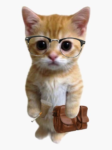 "el gato prof" Sticker for Sale by caro1c | Redbubble Silly Cat Wallpaper, Cats Big Eyes, Silly Cat Gif, Silly Stickers, Cats Couple, Logo Funny, Coloring Pictures For Kids, Cat Coloring Pages, Funny Logo