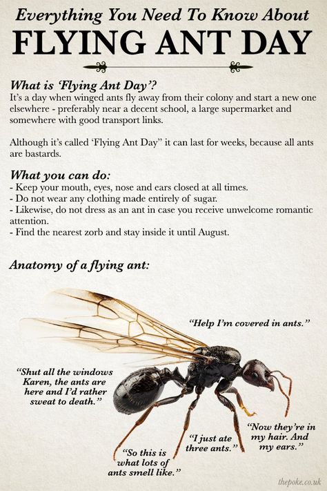 Everything you need to know about flying ant day The Poke Ants With Wings, Flying Ants, Wimbledon, Fly Fishing, Ants, Fudge, Amazing Art, The Uk, Need To Know