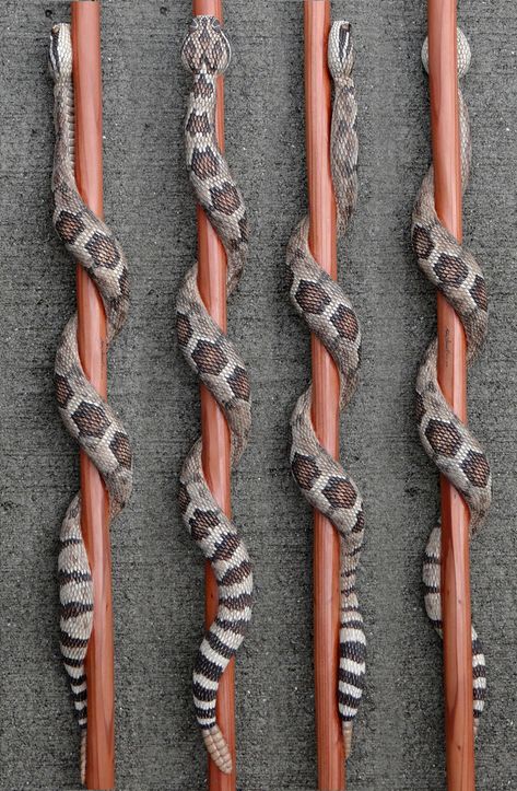 Carved Walking Sticks, Handmade Walking Sticks, Rattle Snake, Hand Carved Walking Sticks, Canes And Walking Sticks, Simple Woodworking Plans, Fimo Polymer Clay, Wooden Canes, Cane Handles