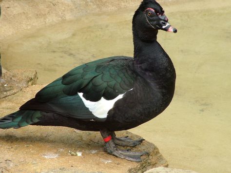 Muscovy male Muscovy Ducklings, Muscovy Ducks, Rooster Breeds, Duck Species, Duck Breeds, Pets Photos, Muscovy Duck, Raising Ducks, Duck Photo