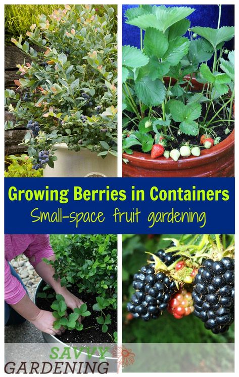 Fruit Garden Design, Growing Berries, Vertical Container Gardening, Gemüseanbau In Kübeln, Growing Raspberries, Berry Garden, Vertical Vegetable Garden, Container Garden Design, Container Vegetables