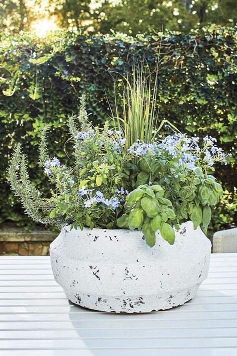 RX_1907_Herb and Flower Container Garden Herb Container Garden Ideas Patio, Rosemary Container Ideas, Container Garden Landscaping, Late Summer Planter Ideas, Lemon Grass Planter Ideas, Rosemary Planter Ideas, Patio Planters Ideas, Patio Flowers Ideas Planters, Small Planter Ideas