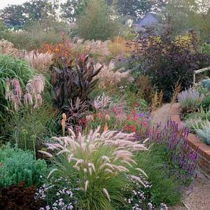 Sambucus nigra Black Lace® (Elderberry) Flowerbeds Ideas, Sambucus Nigra Black Lace, Carex Oshimensis, Black Lace Elderberry, Stipa Gigantea, Pennisetum Setaceum, Hakonechloa Macra, Fall Borders, Stachys Byzantina