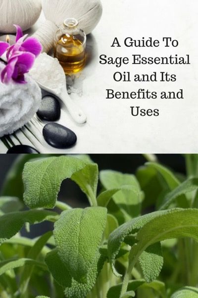 A Guide To Sage Essential Oil and Its Benefits and Uses | Learn more at https://www.aromatherapyandmassage.com/sage-essential-oil.html Sage Essential Oil Benefits, Benefits Of Sage, Essential Oils For Asthma, Sage Benefits, Healthy Period, Esential Oils, Homemade Body Butter, Essential Oil Plants, Sage Essential Oil