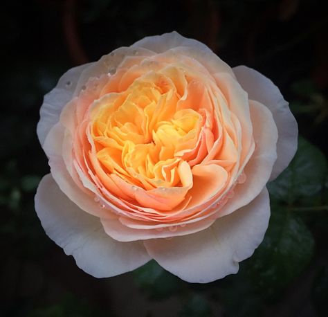 'Juliet ' Rose Photo Juliet Rose Wallpaper, Juliet Rose Aesthetic, Juliet Rose Flower, Juliet Flower, Juliette Rose, Juliet Garden Rose, Body Facts, Juliet Rose, Shadow Garden