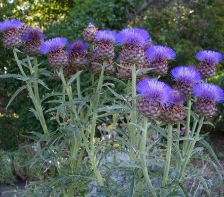 Cynara cardunculus 'Cardoon' - RHS AGM - Award Winners - Flowers Seeds Cynara Cardunculus, Mahone Bay, Growing Cut Flowers, Altar Flowers, Edible Landscaping, Vegetable Seeds, Veg Garden, Edible Garden, Culinary Arts