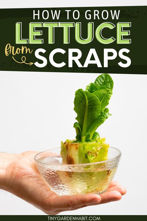 Start growing lettuce from scraps today! It's a sustainable way to garden and reduce waste. Learn the steps for planting lettuce from scraps and enjoy fresh greens. Click to read the full tips! Regrowing Lettuce In Water, Growing Lettuce From Scraps, How To Grow Lettuce From Scraps, Planting Lettuce From Scraps, How To Regrow Lettuce, Regrow Lettuce, Romaine Lettuce Growing, How To Grow Lettuce, Planting Lettuce