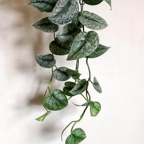 Wet My Plants on Instagram: “A silver waterfall of Scindapsus Pictus leaves 🚿 ... #ScindapsusPictus #SatinPothos #SilverVine #Aroidaddicts #wetmyplants”