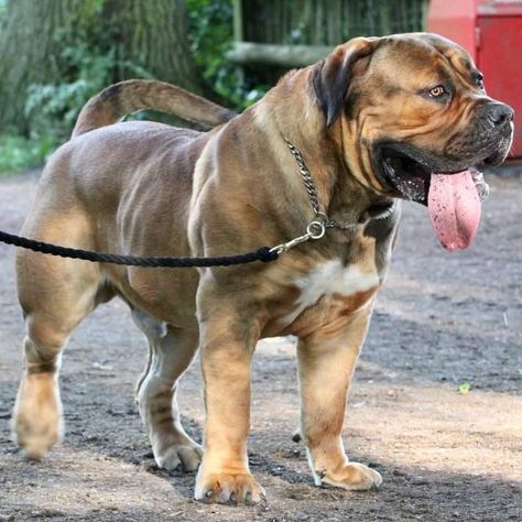 Boerboel Puppies, Boerboel Mastiff, Japanese Mastiff, South African Mastiff, African Boerboel, Pitbull Dog Breed, Mastiff Breeds, K9 Training, Bully Breeds Dogs