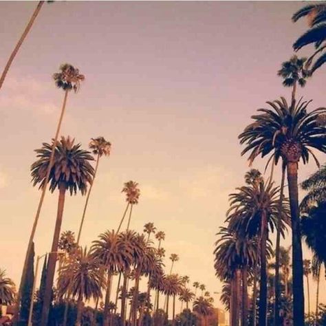 Scenary Los Angeles Palm Trees, Cali Life, California Summer, California Love, California Dreamin', City Of Angels, California Dreaming, Foto Ideas Instagram, Road Trip Usa