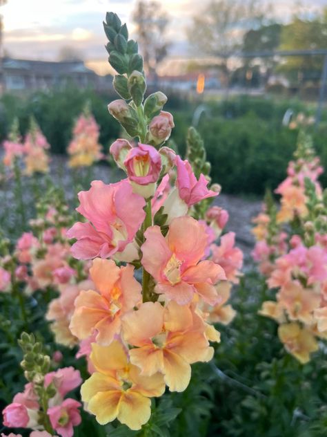 Chantilly Snapdragons are a group 1 snapdragon, meaning they are one of the first varieties to flower. They are the perfect addition to any spring cut flower garden. Check out the link to see how to grow these beauties! Snapdragons Aesthetic, Snapdragon Flowers Aesthetic, Snapdragon Aesthetic, Chantilly Snapdragons, Snapdragons Flowers, Snapdragon Bouquet, Pink Snapdragon, Snap Dragons, Snapdragon Flowers