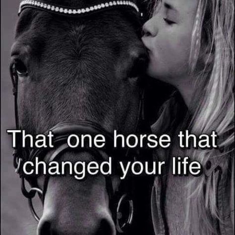 Inspirational Horse Quotes, Horse Riding Quotes, Equestrian Quotes, Cowgirl Quotes, Riding Quotes, Country Girl Quotes, All About Horses, Horse Quotes, All The Pretty Horses