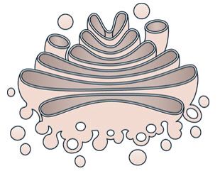 Golgi Complex Diagram, Golgi Apparatus Drawing, Golgi Apparatus Diagram, Organelles And Their Functions, Golgi Apparatus, Basic Biology, Cell Organelles, Cells Project, Animal Cell