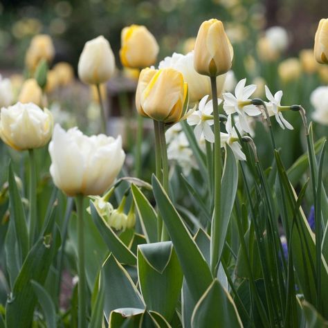 Bulb Combinations, Spring Planting, Easy Plants To Grow, Tulip Bulbs, Spring Plants, Spring Bulbs, Liquid Fertilizer, White Tulips, Easy Plants