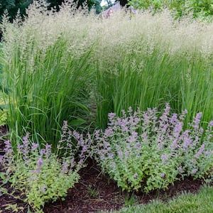 2.5 Qt. Karl Forester Grass with White Blooms Karl Forester Landscaping, Karl Forester, Garden Flowers Perennials, Perennial Garden, Flowers Perennials, Garden Flowers, Outdoor Plants, Garden Center, Landscaping Ideas