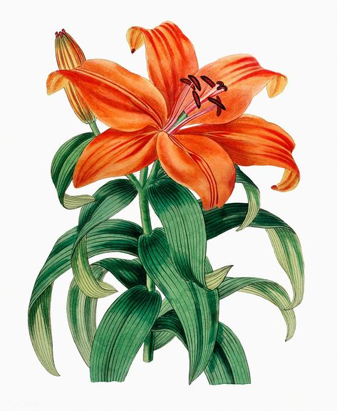 Lily Botanical Illustration, Orange Lily Flower, Illustration Botanique Vintage, Orange Lily, Vintage Floral Backgrounds, Botanical Illustration Vintage, Illustration Botanique, Vector Flowers, Watercolor Splash