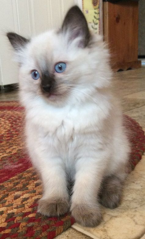 Myresa is a seal point ragdoll kitten from our third litter. She has the sweetest personality and stunning coat! She will make a wonderful pet for her new owner :) Seal Point Ragdoll, Ragdoll Kittens, Siamese Kittens, A Seal, Ragdoll Kitten, Gorgeous Cats, Baby Kittens, Ragdoll Cat