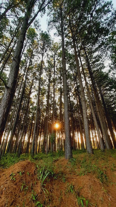 Atardecer entre los pinos, hermoso paisaje. En Misiones, Argentina. D 2, Forest Green, Tree Trunk, Vision Board, Forest, Collage, Plants, Green, Pins