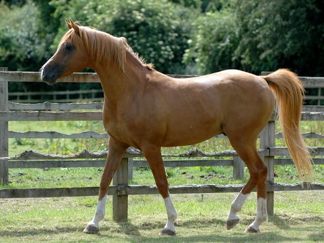 Stallions — Binley Arabian Stud Body References, Arabian Stallions, Silver Mist, Body Reference, Two Year Olds, Full Body, Horses, Animals