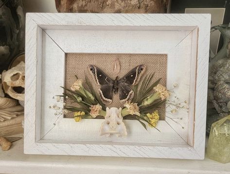 Butterfly Pinning, Moth Taxidermy, Black Witch Moth, Insect Pinning, Witch Moth, Dragonfly Artwork, Oddities Decor, Taxidermy Decor, Framed Flower Art