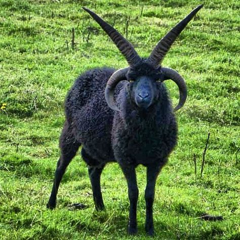 This Goat is Metal Goats Aesthetic, Hebridean Sheep, Badass Pictures, Black Goat, Goat Horns, Goat Skull, Sheep Breeds, Animal Reference, Pretty Animals