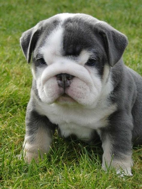 Miniature English Bulldog Pup Miniature English Bulldog, Mini Bulldog, Regnul Animal, English Bulldog Puppies, Property Brothers, English Bulldog Puppy, English Bulldogs, Puppy Pictures, Bulldog Puppies