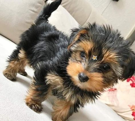 Yorkie Full Grown, Baby Yorkie, Teacup Yorkie Puppy, Yorkie Puppy For Sale, Cute Small Dogs, Puppy Mom, Yorkie Puppies, Dog Mommy, Very Cute Puppies