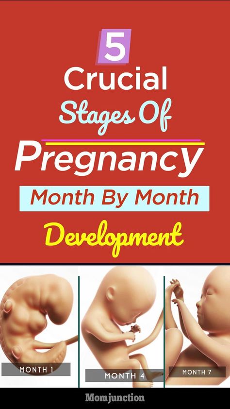 Pregnancy Month, Pregnancy Development, Dieting While Breastfeeding, Trimester By Weeks, Hcg Levels, Stages Of Pregnancy, Estrogen Hormone, Pregnancy Period, Home Pregnancy Test