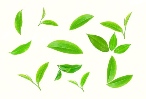 Premium Vector | Green leaves Matcha Leaves, Matcha Leaf, Matcha Green Tea Benefits, Starbucks Green Tea, Iced Matcha Green Tea, Matcha Bubble Tea, Green Tea Cookies, Jade Leaf Matcha, What Is Matcha