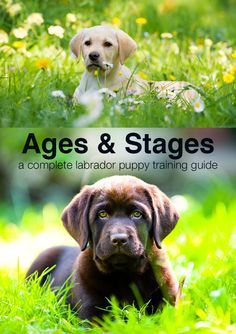 Wondering what your puppy should be doing at 4 months or 5 months? From 8 weeks on our puppy training schedule guides you through ages and stages of training. Labrador Puppy Training, Puppy Training Guide, Labrador Yellow, Puppy Training Schedule, Ages And Stages, Crate Training Puppy, Easiest Dogs To Train, Potty Training Puppy, Puppy Training Tips