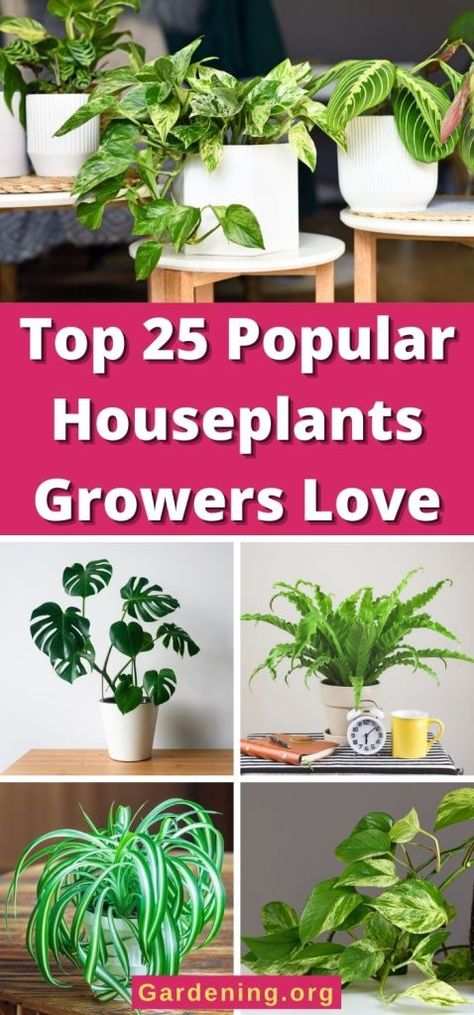 Purple Passion Plant, Oyster Plant, Popular House Plants, Arrowhead Plant, Cast Iron Plant, Gardening Hacks, Garden Indoor, Prayer Plant, Rubber Plant