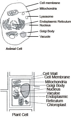 CBSE 9, Biology, CBSE-The Fundamental Unit of Life, Notes The Fundamental Unit Of Life Notes, Fundamental Unit Of Life Notes Class 9, The Fundamental Unit Of Life, Antonyms Words List, Nuclear Membrane, Prokaryotic Cell, Cell Organelles, Life Notes, Eukaryotic Cell