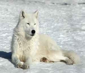 Tundra Wolf, Polar Wolf, Snow Animals, Snow Wolf, Wolf Images, Kids Zoo, Arctic Wolf, Wolf Photos, Wolf Wallpaper