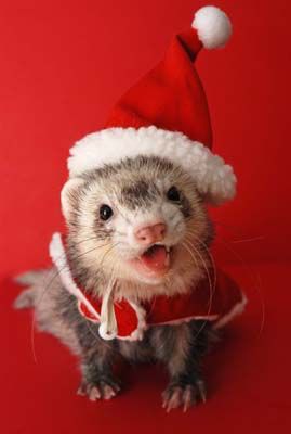 Christmas ferret Ferret Costumes, Ferret Clothes, Baby Ferrets, Funny Ferrets, Ferret Cage, A Ferret, Otters Cute, Pet Ferret, Cute Ferrets