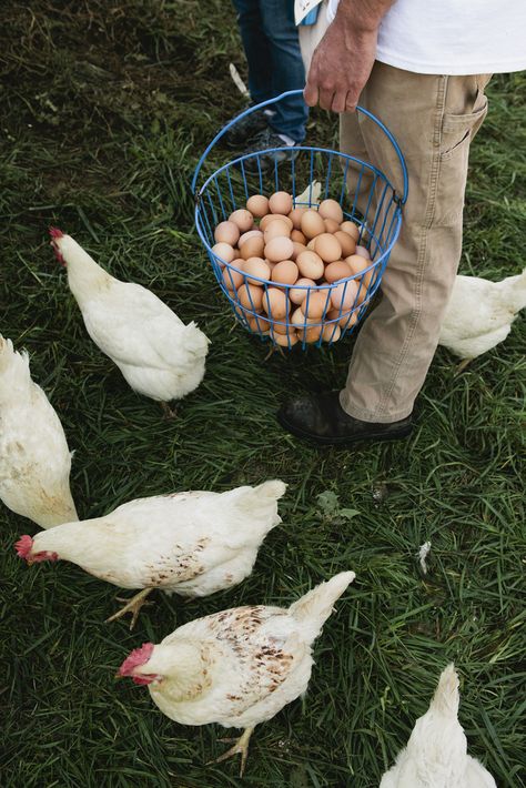 Hens Nicole Franzen, Harvest Fest, Future Farms, Stone Barns, Chickens And Roosters, Farms Living, Down On The Farm, Chicken Farm, Hobby Farms