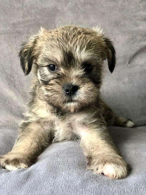 Mini Schnauzer / Shih Tzu cross breed dog. So cute! Mixed breed, designer dog, teddy bear pup, small breed, adorable crossbreeds Shih Tzu Schnauzer Mix Dogs, Brown Mini Schnauzer, Choco Liver Shih Tzu, Shih Tzu Show Dog, Liver And Tan Miniature Schnauzer, Schnauzer Mix, Dog Crossbreeds, Shih Tzu Mix, Mini Schnauzer