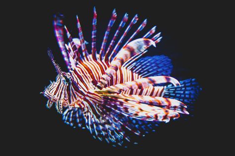 Scorpion Fish | HD photo by Max Letek (@blackprojection) on Unsplash Scorpion Fish, Doctor Images, Friendship Images, Super Images, Nature Is Beautiful, Humanoid Creatures, Water Nature, Lion Fish, Beach Images