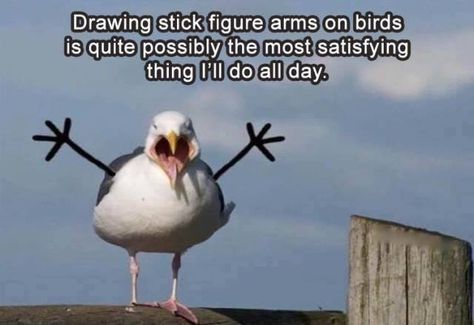 Memes Hilarious, Funny Birds, Morning Humor, Memes Humor, Visual Statements, Funny Animal Pictures, Animal Memes, Bones Funny, Funny Posts