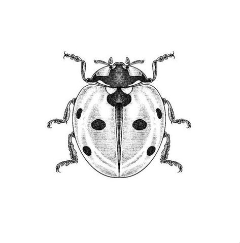 Fate Tattoo, Insect Anatomy, 000 Tattoo, Lady Bug Tattoo, Small Tats, Insect Tattoo, Bug Tattoo, Tattoo Patterns, Insect Art