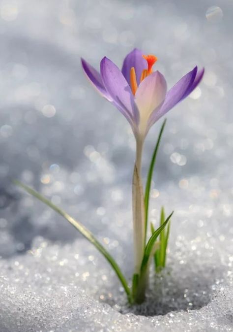 Saffron Flower, Crocus Flower, 강아지 그림, Spring Blossom, Arte Floral, Exotic Flowers, Flower Images, Flowers Nature, Winter Garden