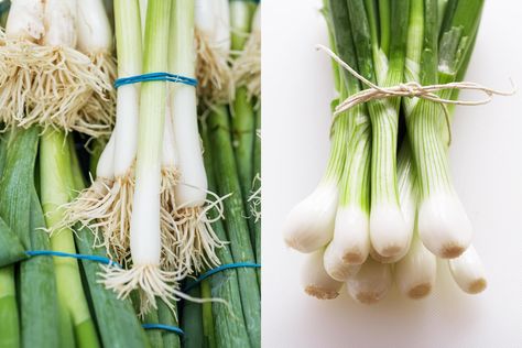 Scallions vs. Green Onions: What’s the Difference? Chives Garden, Growing Leeks, Green Onions Recipes, Allium Schoenoprasum, Food Quiz, Broccoli Rice Casserole, Scallion Pancakes, Potato Leek Soup, Parmesan Crusted Chicken