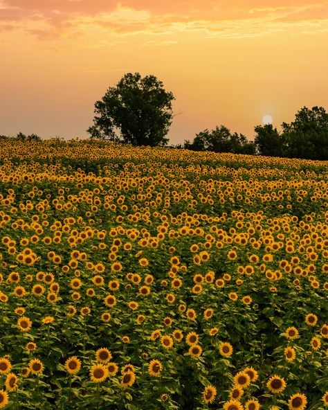 𝐒𝐔𝐍𝐅𝐋𝐎𝐖𝐄𝐑 𝐒𝐓𝐀𝐓𝐄 𝐎𝐅 𝐌𝐈𝐍𝐃 🌻💛 Anthony Doerr, Field Of Sunflowers, Hello Kitty Colouring Pages, Yoga Branding, Sunflower Photo, Sun Flowers, Hello Kitty Coloring, Sunflower Field, Summer Sky